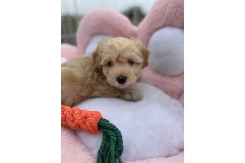 販売中の岐阜県のビションプー:ビションフリーゼ×トイプードル-392163の3枚目