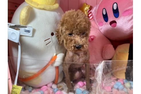 販売中の富山県のトイプードル-392165の6枚目