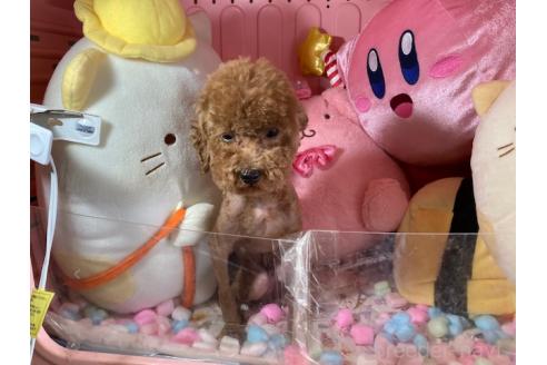販売中の富山県のトイプードル-392165の5枚目