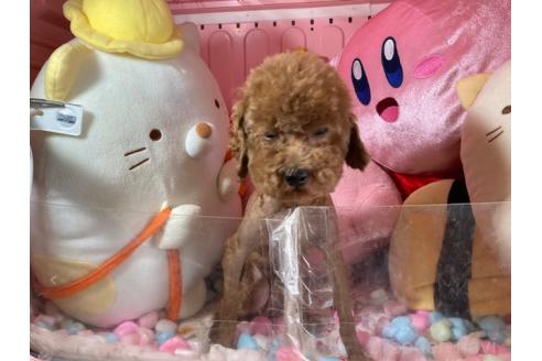 販売中の富山県のトイプードル-392165の4枚目