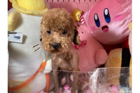 販売中の富山県のトイプードル-392165の3枚目