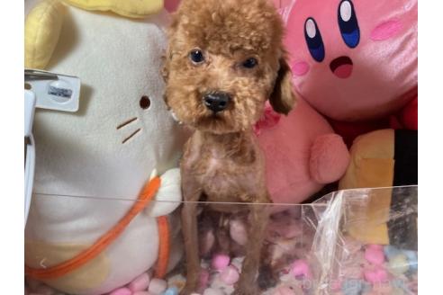販売中の富山県のトイプードル-392165の2枚目
