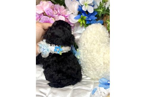 販売中の愛知県のタイニープードル-392168の4枚目