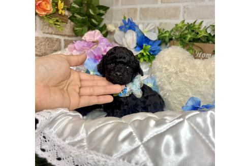 販売中の愛知県のタイニープードル-392168の3枚目