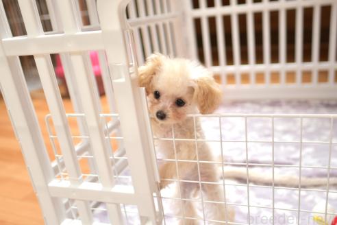販売中の山梨県のティーカッププードル-379098の5枚目