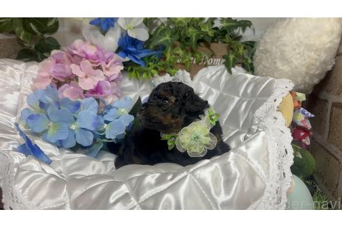 販売中の愛知県のタイニープードル-392171の6枚目