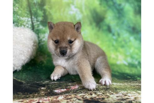 商談中の福岡県の豆柴-392176の3枚目