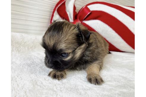 販売中の福岡県のミックス犬-387527の11枚目