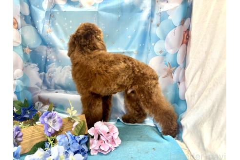 成約済の栃木県のトイプードル-384480の4枚目