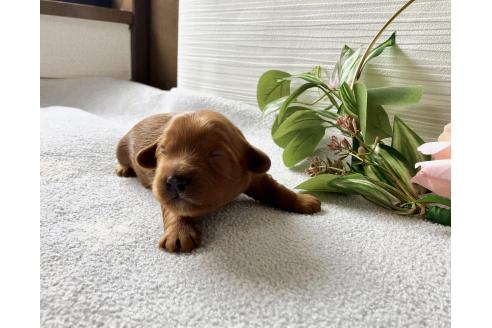 販売中の福岡県のキャバプー:キャバリア×トイプードル-392185の4枚目