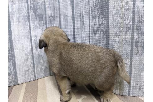 販売中の埼玉県のパグ-392188の3枚目