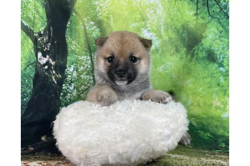 販売中の福岡県の豆柴-392189の2枚目