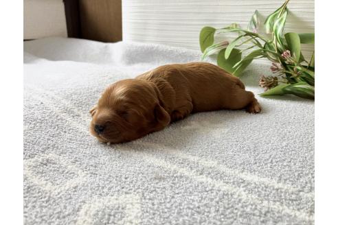 販売中の福岡県のキャバプー:キャバリア×トイプードル-392190の5枚目