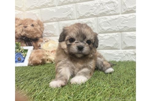 販売中の福岡県のチワマル:チワワ×マルチーズ-386023の12枚目