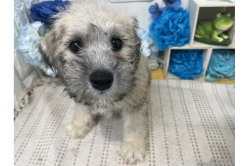 販売中の石川県のミックス犬-386815の3枚目