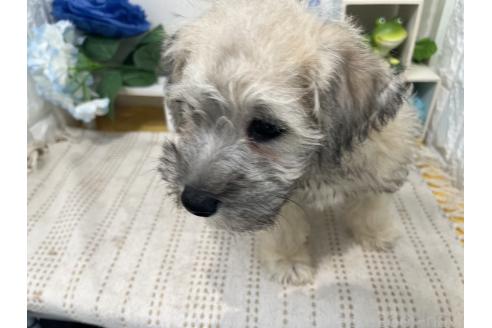 販売中の石川県のミックス犬-386815の2枚目