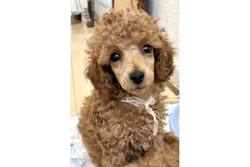 販売中の神奈川県のトイプードル-390475の3枚目
