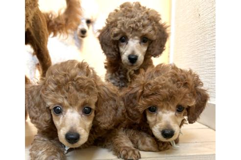 販売中の神奈川県のトイプードル-390475の2枚目