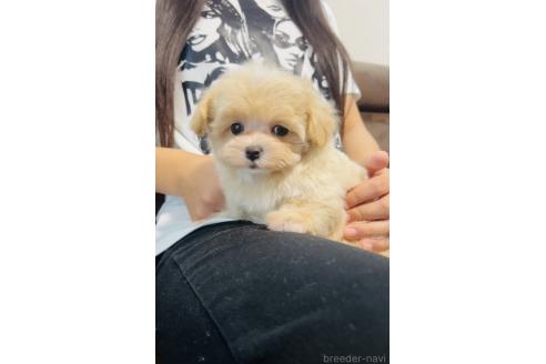 成約済の福岡県のミックス犬-390726の3枚目