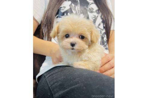 成約済の福岡県のミックス犬-390726の2枚目