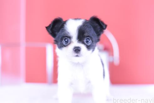 成約済の愛知県のチワワ(ロングコート)-390193の10枚目