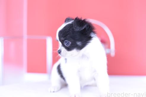 成約済の愛知県のチワワ(ロングコート)-390193の9枚目