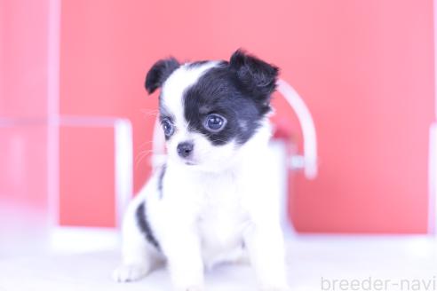 成約済の愛知県のチワワ(ロングコート)-390193の8枚目