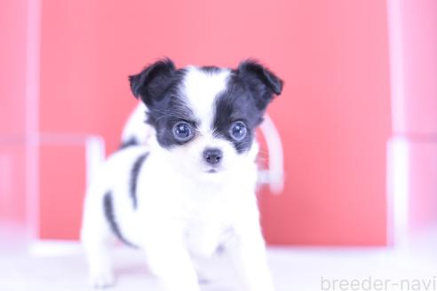 成約済の愛知県のチワワ(ロングコート)-390193の7枚目