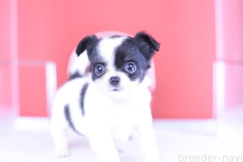 成約済の愛知県のチワワ(ロングコート)-390193の6枚目