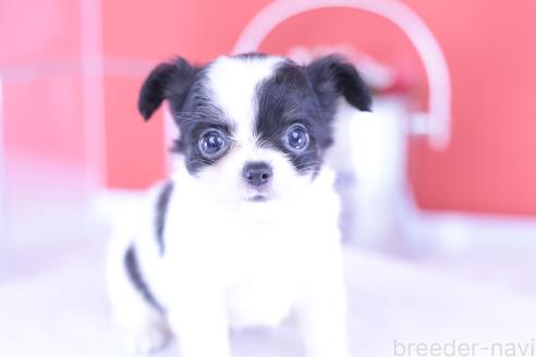 成約済の愛知県のチワワ(ロングコート)-390193の5枚目