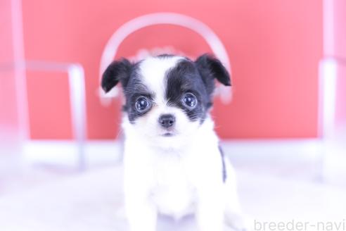 成約済の愛知県のチワワ(ロングコート)-390193の4枚目