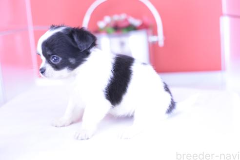 成約済の愛知県のチワワ(ロングコート)-390193の3枚目