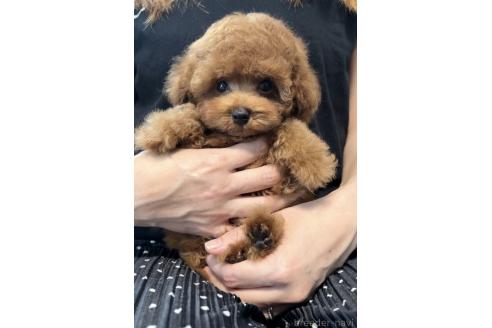 販売中の福岡県のティーカッププードル-392198の12枚目
