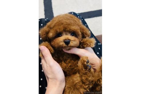 販売中の福岡県のティーカッププードル-392198の9枚目