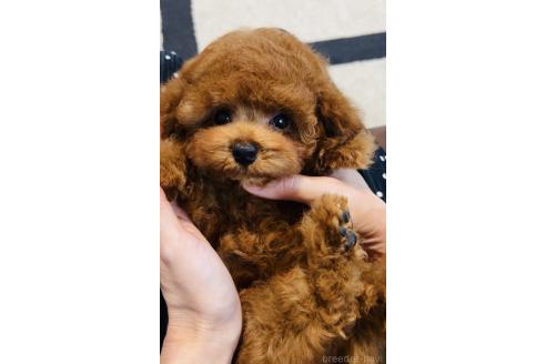 販売中の福岡県のティーカッププードル-392198の5枚目