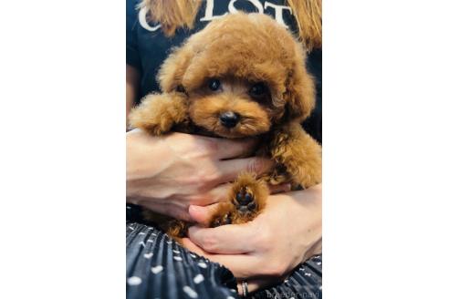 販売中の福岡県のティーカッププードル-392198の3枚目