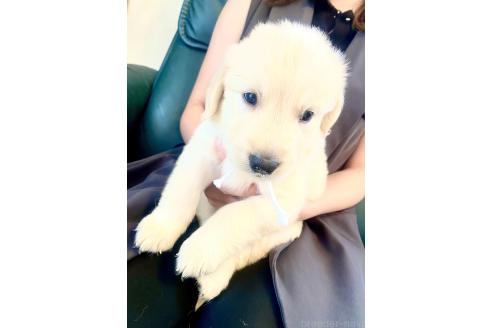 販売中の東京都のゴールデンレトリーバー-390761の22枚目