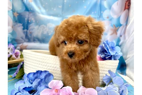 販売中の栃木県のタイニープードル-390794の3枚目