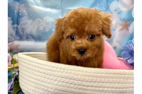 販売中の栃木県のタイニープードル-390794の2枚目