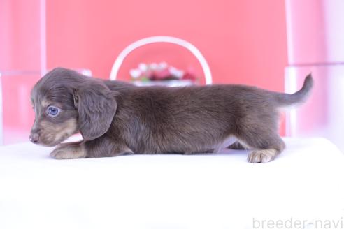 成約済の愛知県のカニンヘンダックスフンド(ロングヘアード)-390190の3枚目