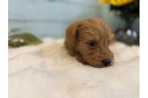 商談中の埼玉県のミックス犬-392206の7枚目