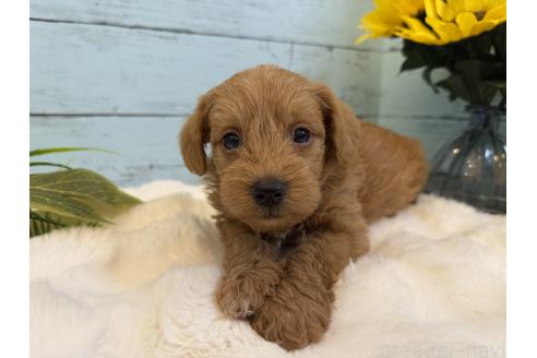 商談中の埼玉県のミックス犬-392206の5枚目