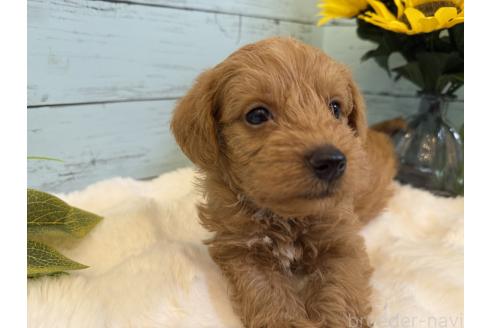 商談中の埼玉県のミックス犬-392206の4枚目
