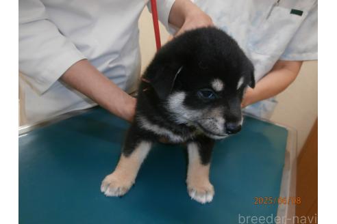 販売中の大阪府の柴犬-391654の6枚目