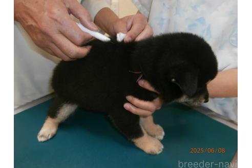 販売中の大阪府の柴犬-391654の5枚目
