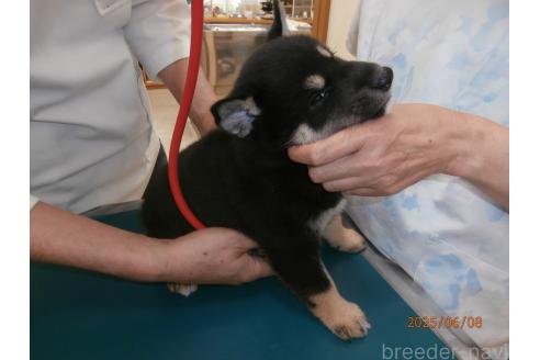 販売中の大阪府の柴犬-391652の6枚目