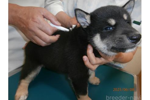 販売中の大阪府の柴犬-391652の5枚目