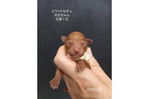 成約済の大阪府のタイニープードル-392214の6枚目