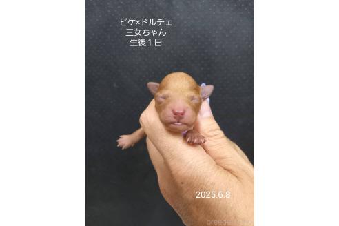販売中の大阪府のタイニープードル-392215の7枚目