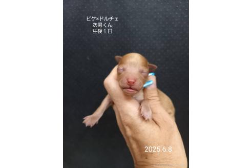 販売中の大阪府のタイニープードル-392216の6枚目